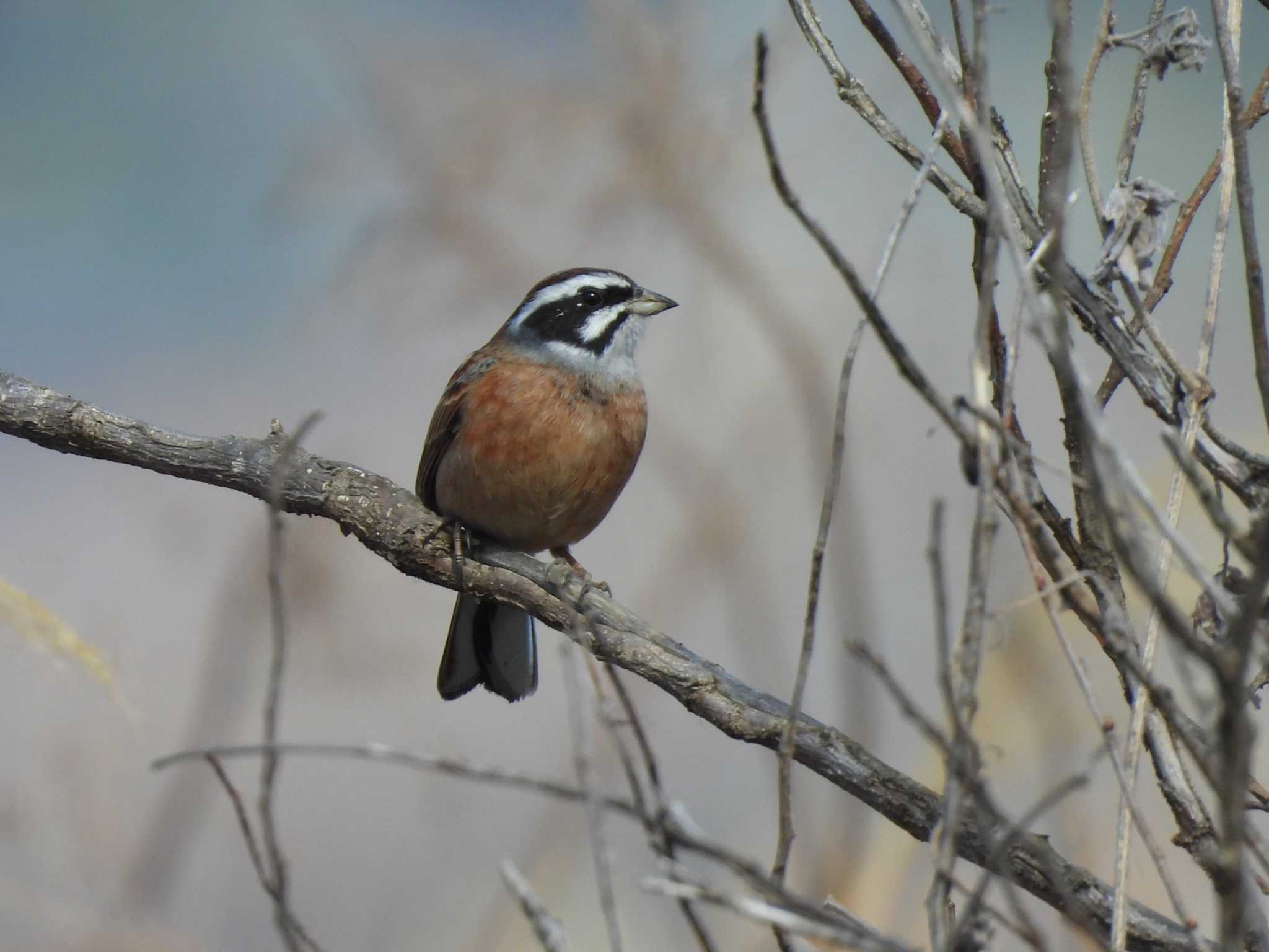 Meadow Bunting