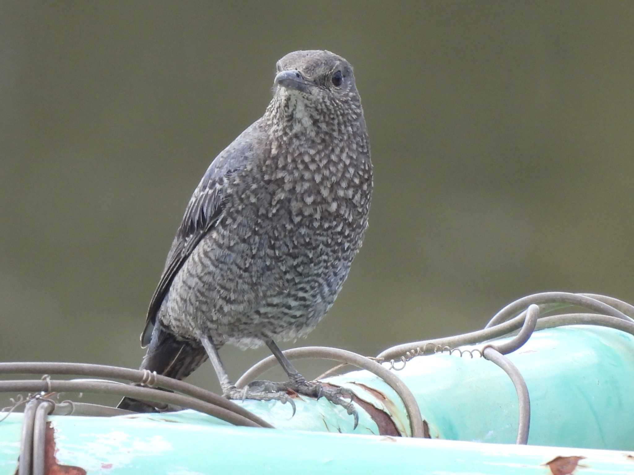 Blue Rock Thrush