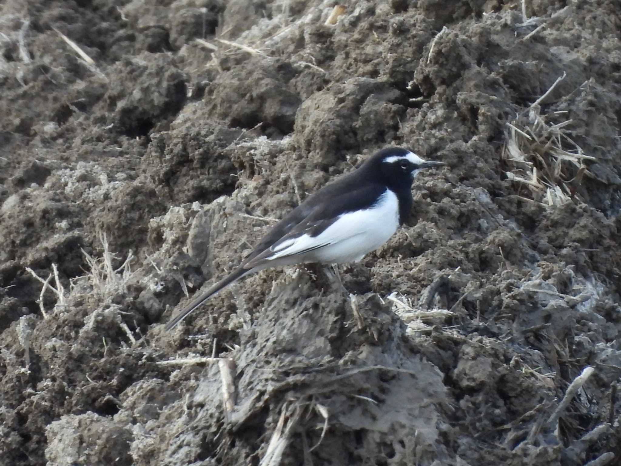 Japanese Wagtail