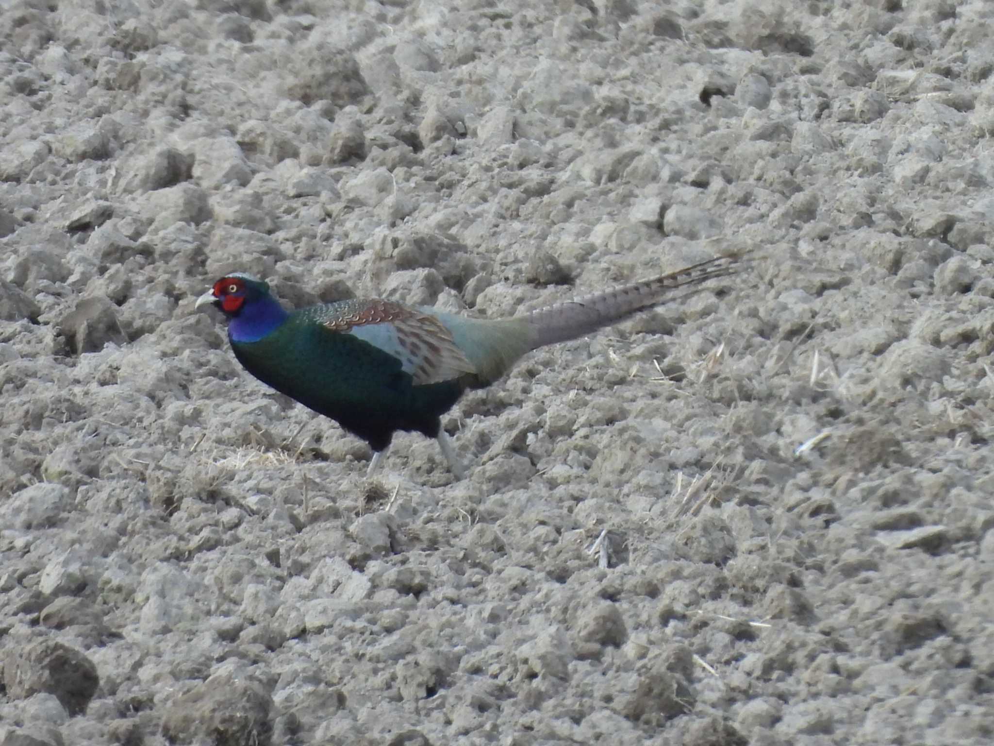 Photo of Green Pheasant at North Inba Swamp by つんこ