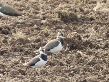 2024年2月18日(日) 北印旛沼の野鳥観察記録