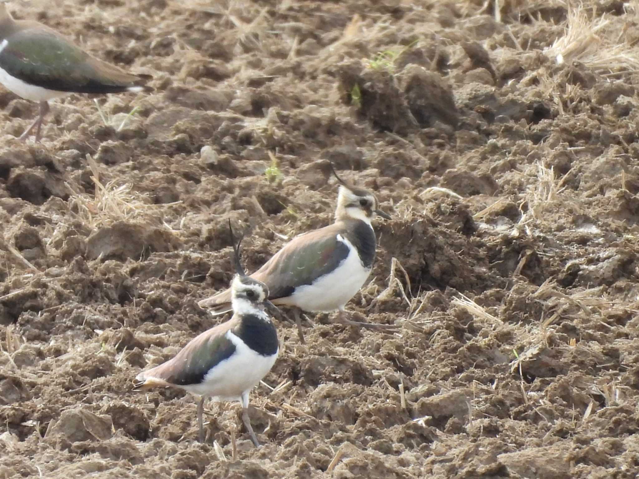 Northern Lapwing