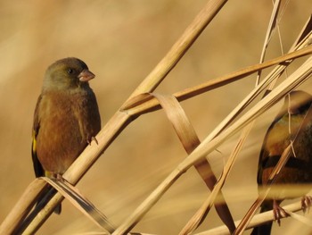 Grey-capped Greenfinch 多摩川 Wed, 12/13/2017