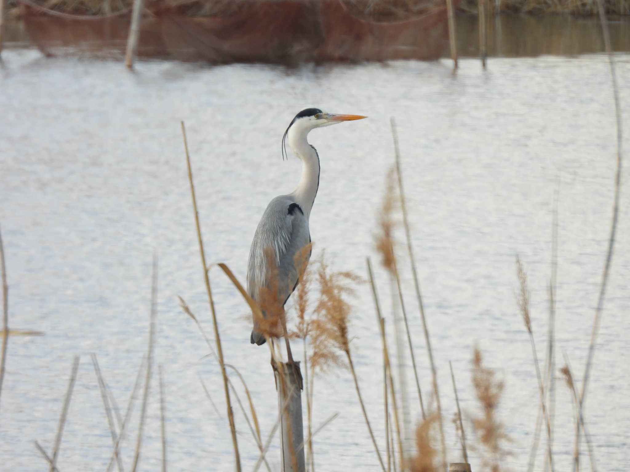 Photo of Grey Heron at North Inba Swamp by つんこ