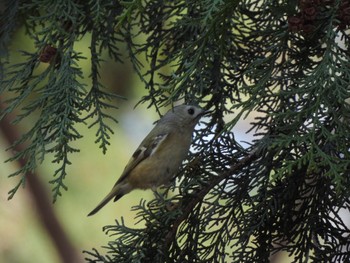 Goldcrest 玉川上水 Sat, 3/16/2024