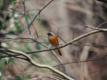 Daurian Redstart Machida Yakushiike Park Sat, 3/16/2024