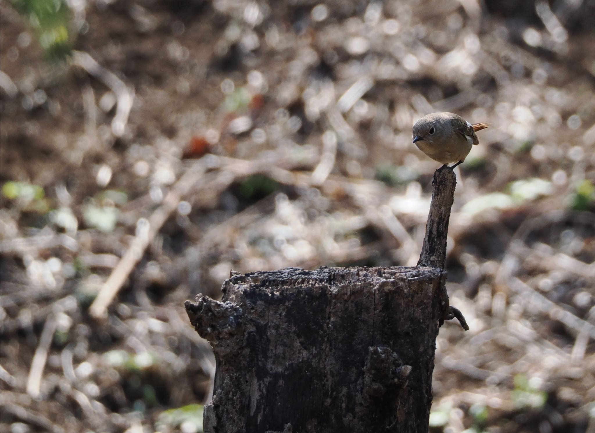 Daurian Redstart