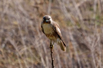 Eastern Buzzard 利根川 Unknown Date