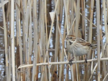 Common Reed Bunting 荒川河川敷 Sun, 2/25/2024