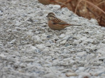 Meadow Bunting 荒川河川敷 Sun, 2/25/2024