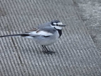 2024年2月25日(日) 荒川河川敷の野鳥観察記録