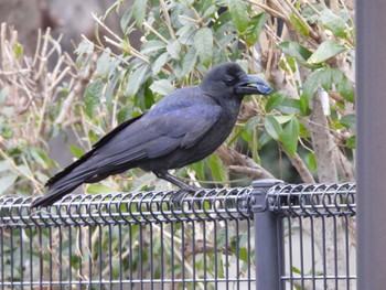 Large-billed Crow 荒川河川敷 Sun, 2/25/2024