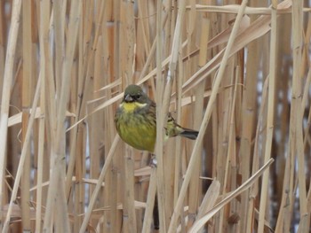 Masked Bunting 荒川河川敷 Sun, 2/25/2024