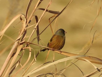 Grey-capped Greenfinch 多摩川 Wed, 12/13/2017