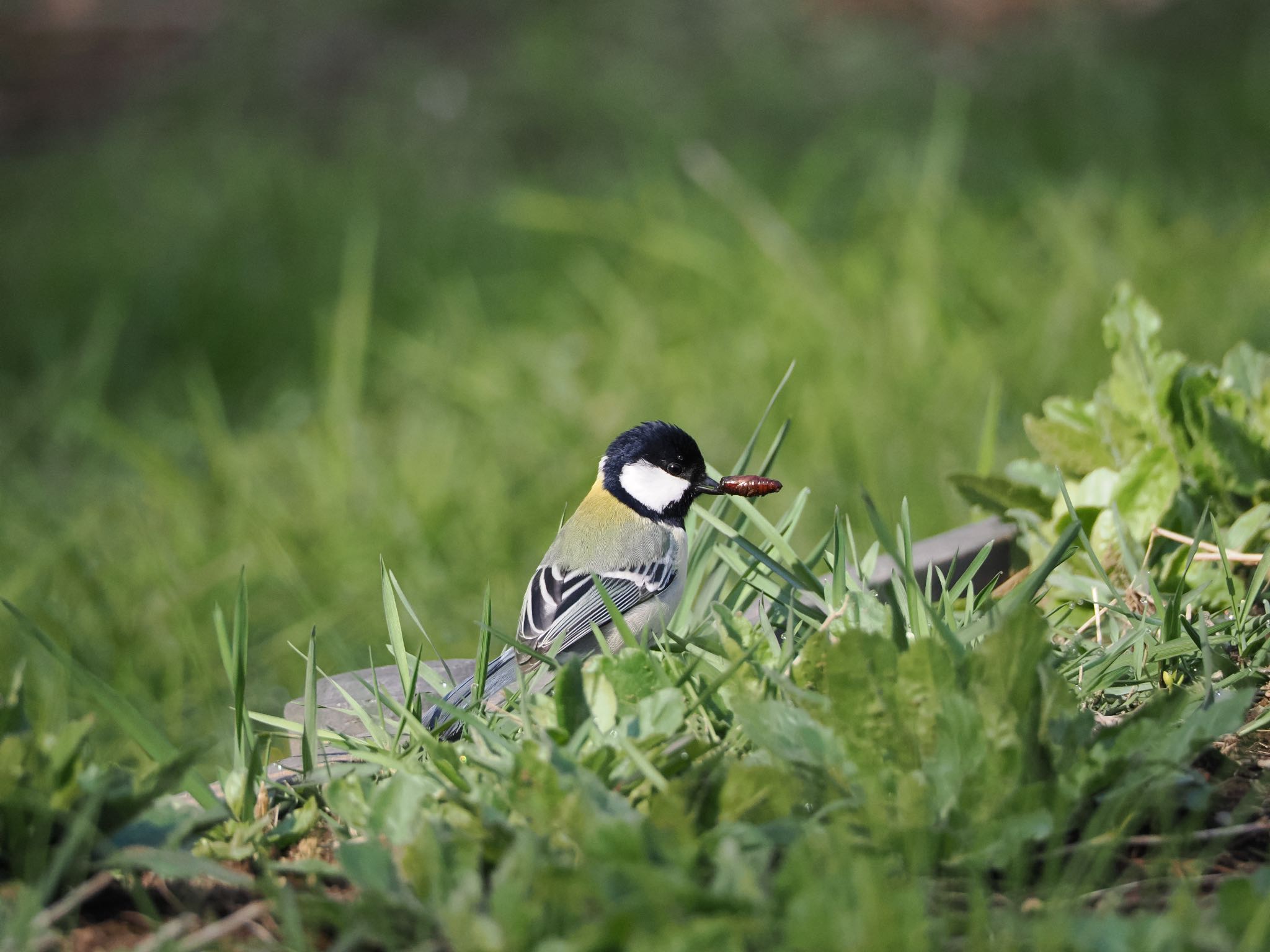 Japanese Tit