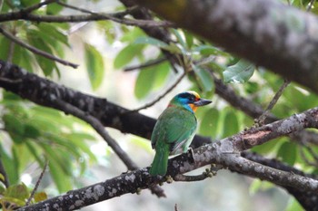 Taiwan Barbet 台中都会公園(台湾) Mon, 1/29/2024