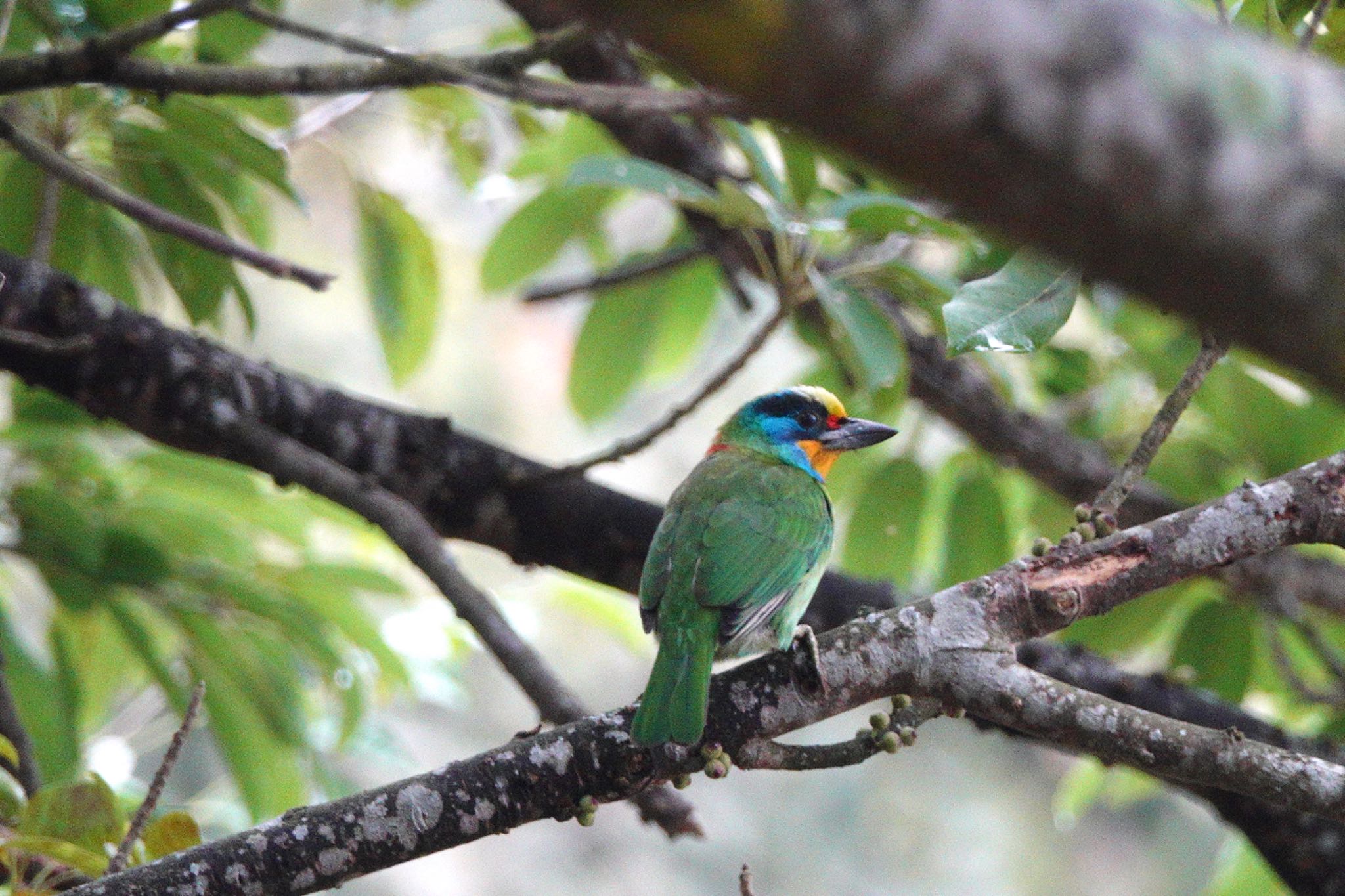 Taiwan Barbet