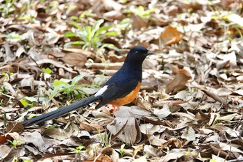 White-rumped Shama 台中都会公園(台湾) Mon, 1/29/2024