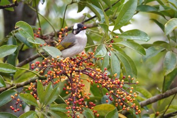 Light-vented Bulbul 台中都会公園(台湾) Mon, 1/29/2024