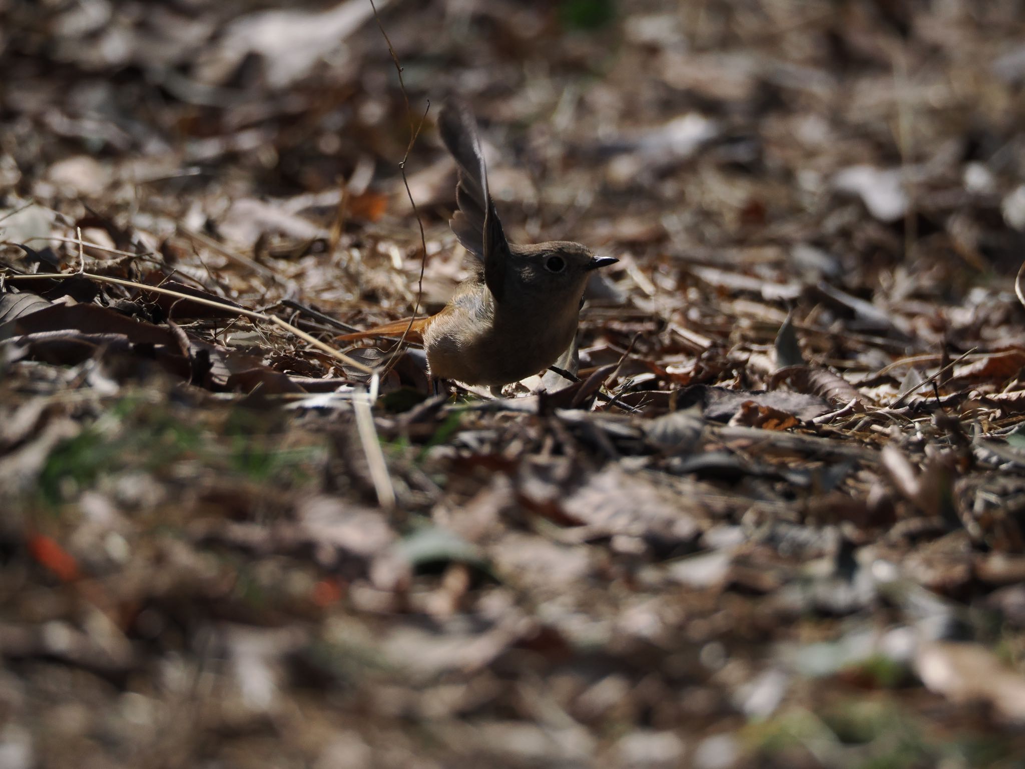 Daurian Redstart