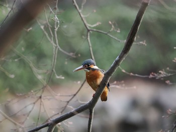 カワセミ 薬師池公園 2024年3月16日(土)