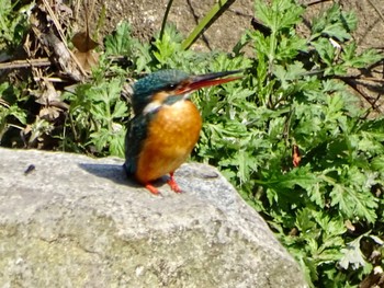 2024年3月16日(土) 馬洗川の野鳥観察記録