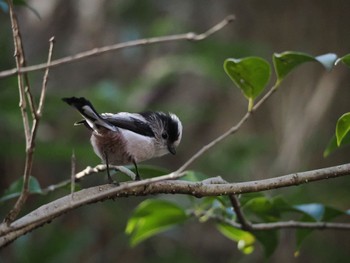 Long-tailed Tit Machida Yakushiike Park Sat, 3/16/2024