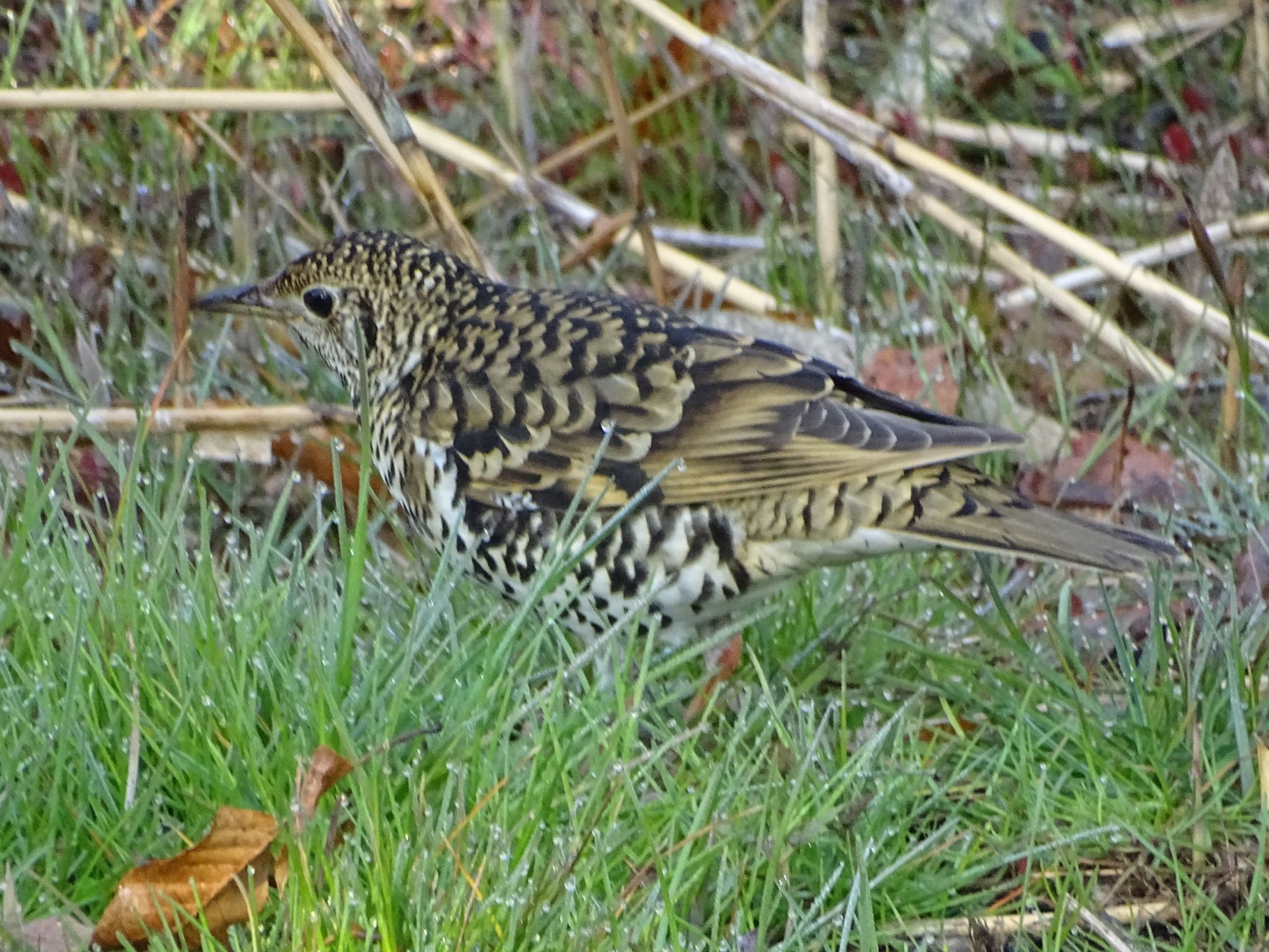 White's Thrush