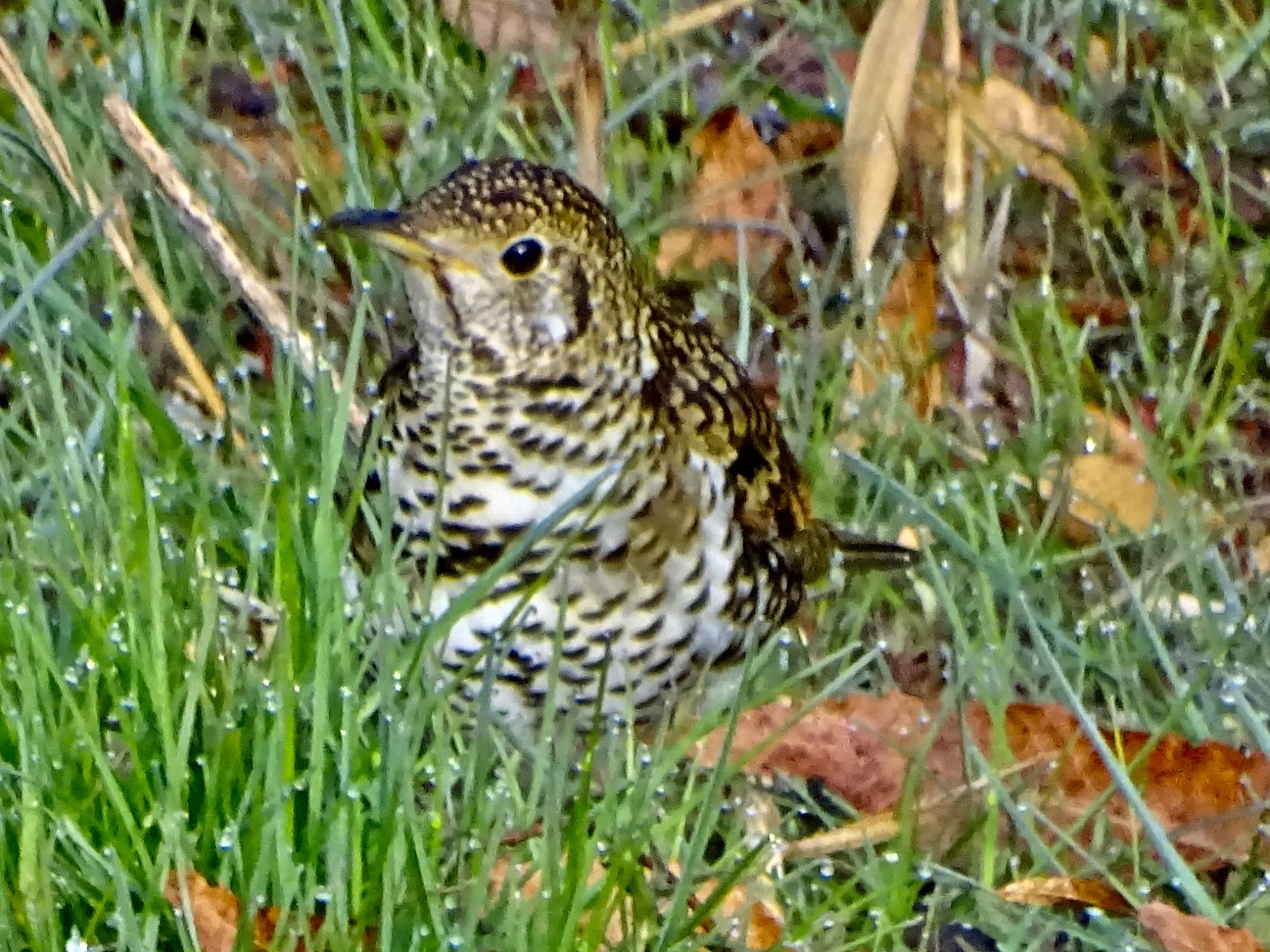 White's Thrush