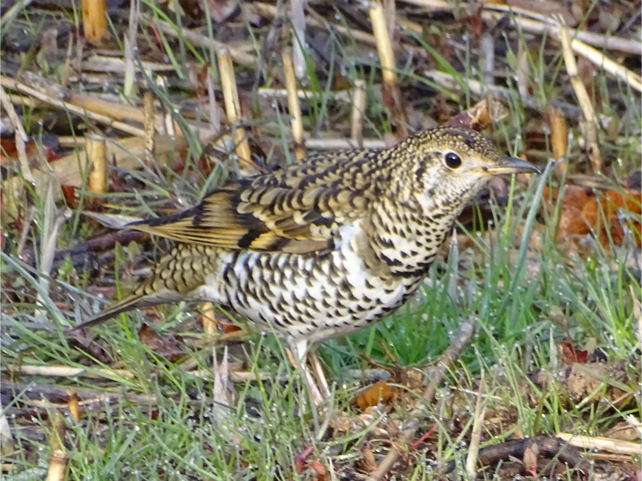 舞岡公園 トラツグミの写真 by KAWASEMIぴー