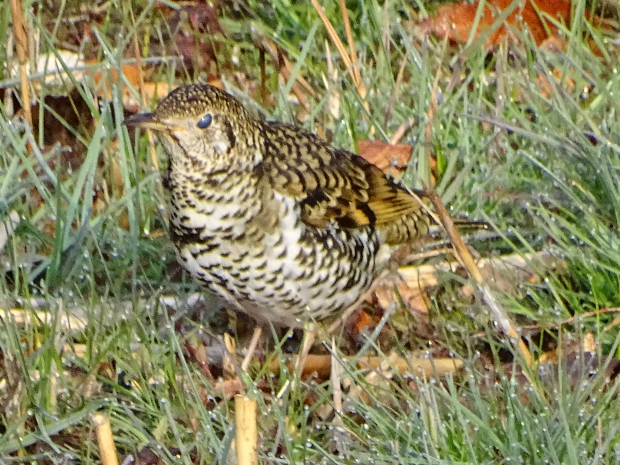 White's Thrush