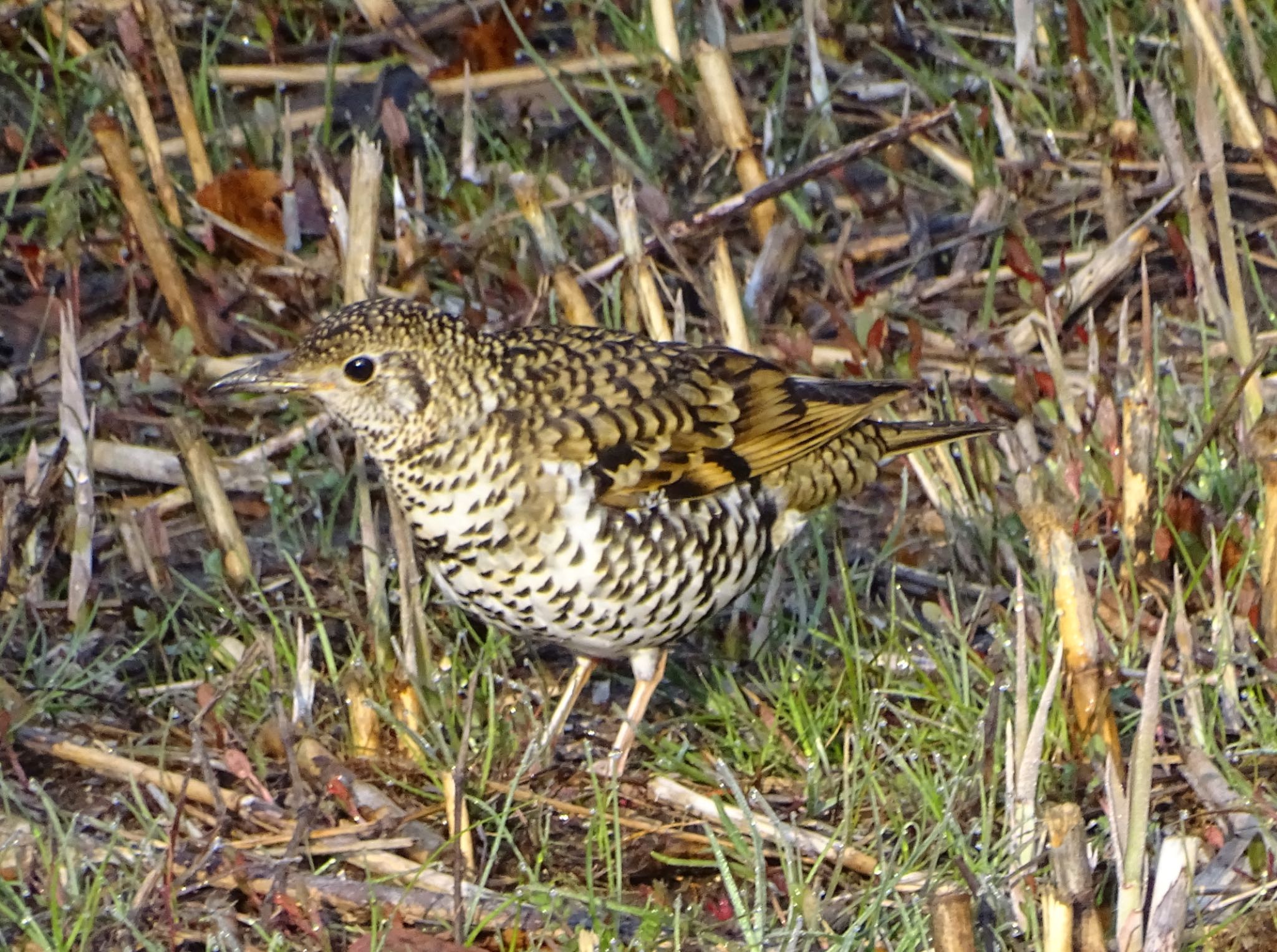 Photo of White's Thrush at Maioka Park by KAWASEMIぴー