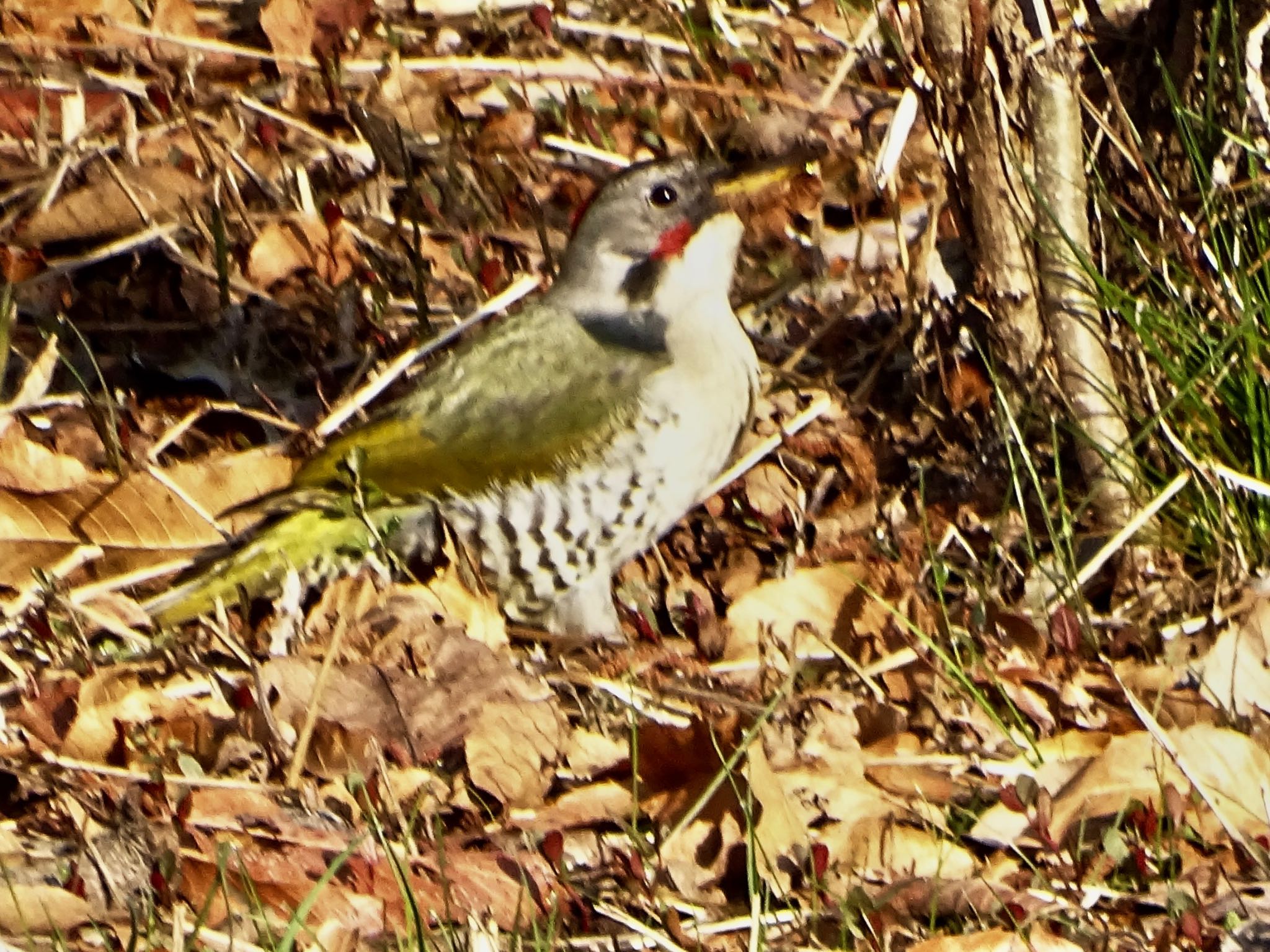 Japanese Green Woodpecker