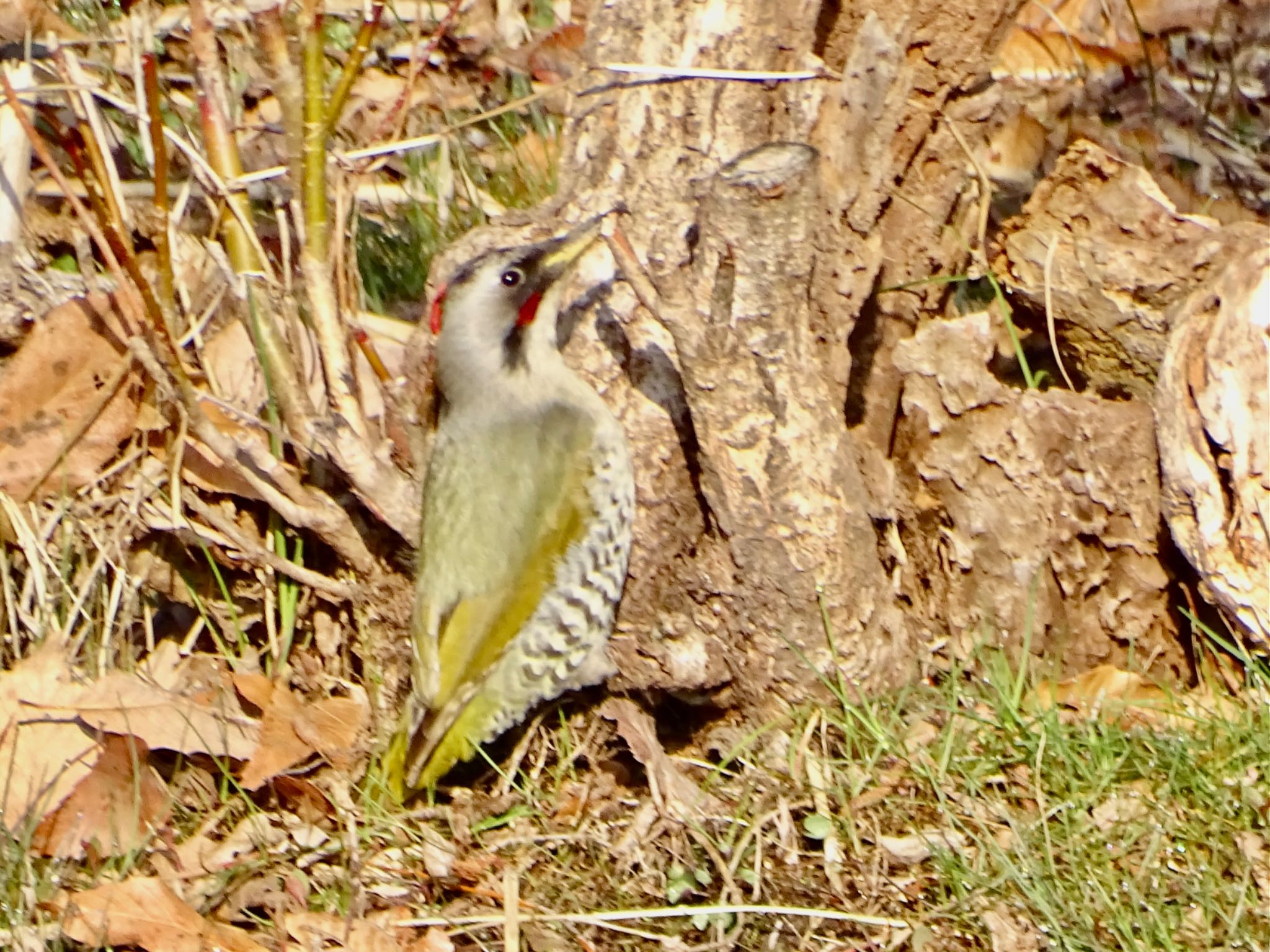 Japanese Green Woodpecker