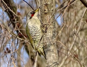 2024年3月16日(土) 舞岡公園の野鳥観察記録