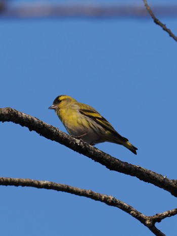 Eurasian Siskin 再度公園 Sat, 3/16/2024