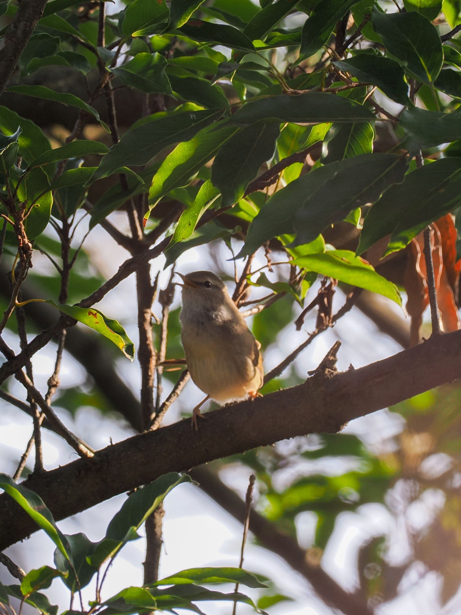 Photo of Japanese Bush Warbler at 再度公園 by daffy@お散歩探鳥＆遠征探鳥♪