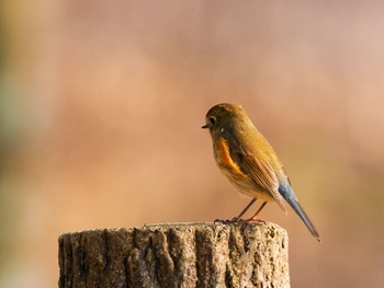 ルリビタキ 再度公園 2024年3月16日(土)