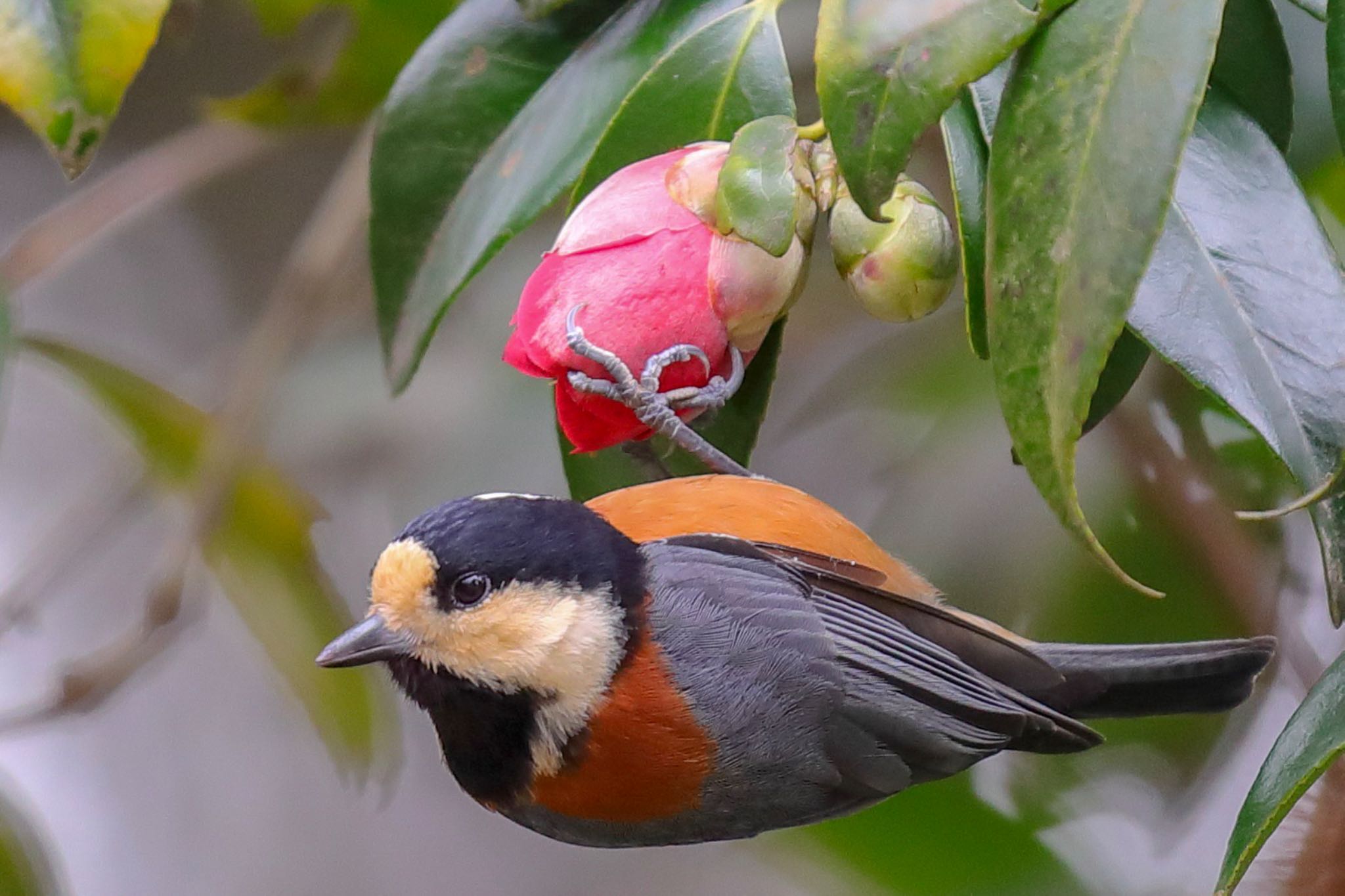 Photo of Varied Tit at 福岡 by アグリ