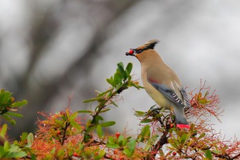 Japanese Waxwing 福岡 Wed, 2/12/2020