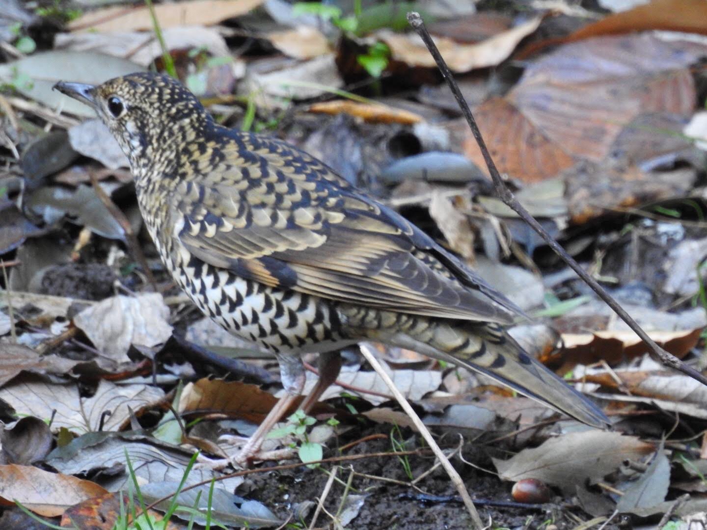 Photo of White's Thrush at Higashitakane Forest park by YAMATTE