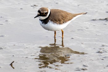 Little Ringed Plover 佐賀 Tue, 12/22/2020