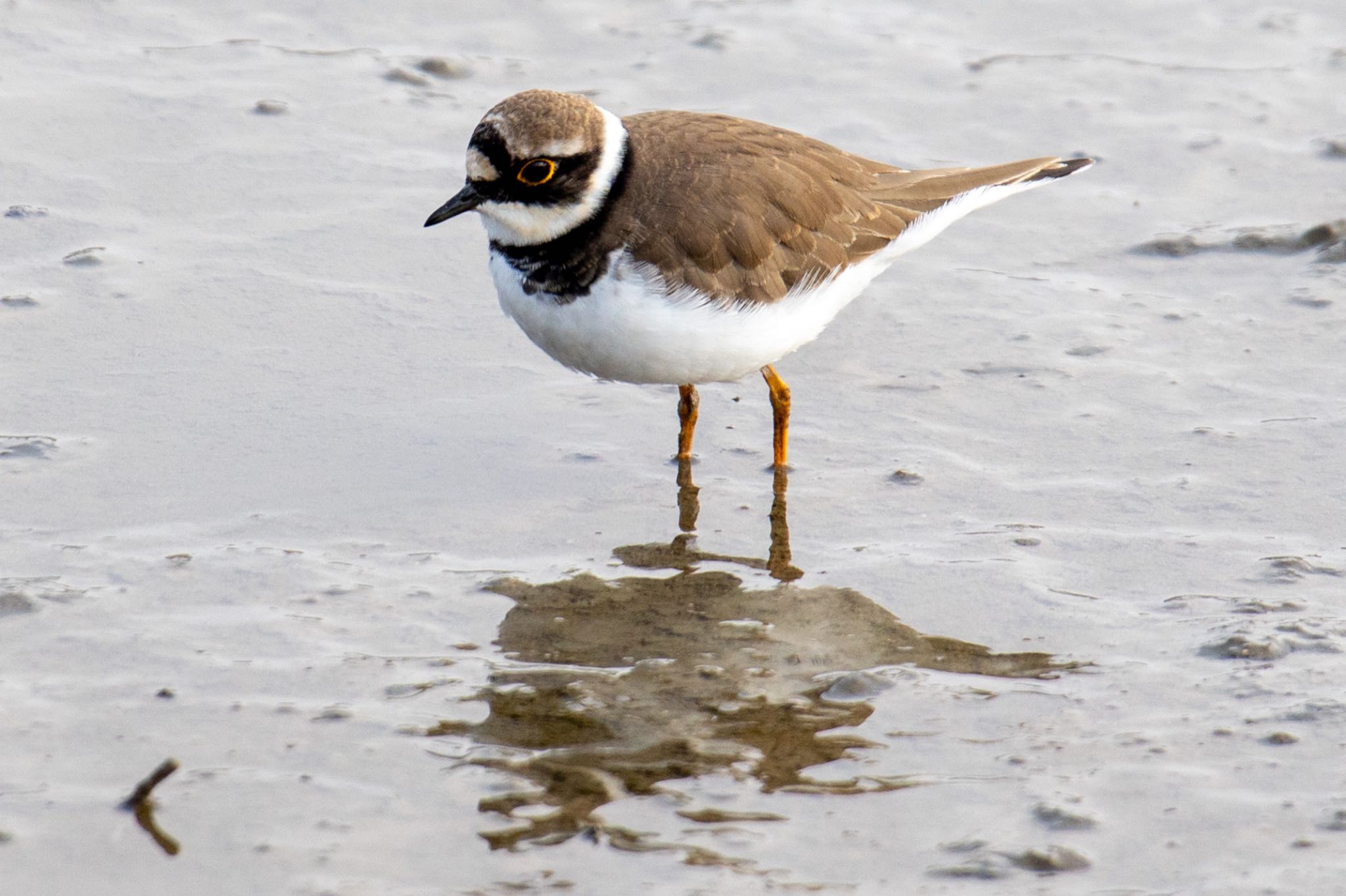 Photo of Little Ringed Plover at 佐賀 by アグリ