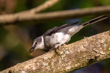 リュウキュウサンショウクイ 福岡 2020年4月28日(火)