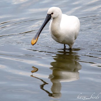 Eurasian Spoonbill 佐賀 Mon, 11/16/2020