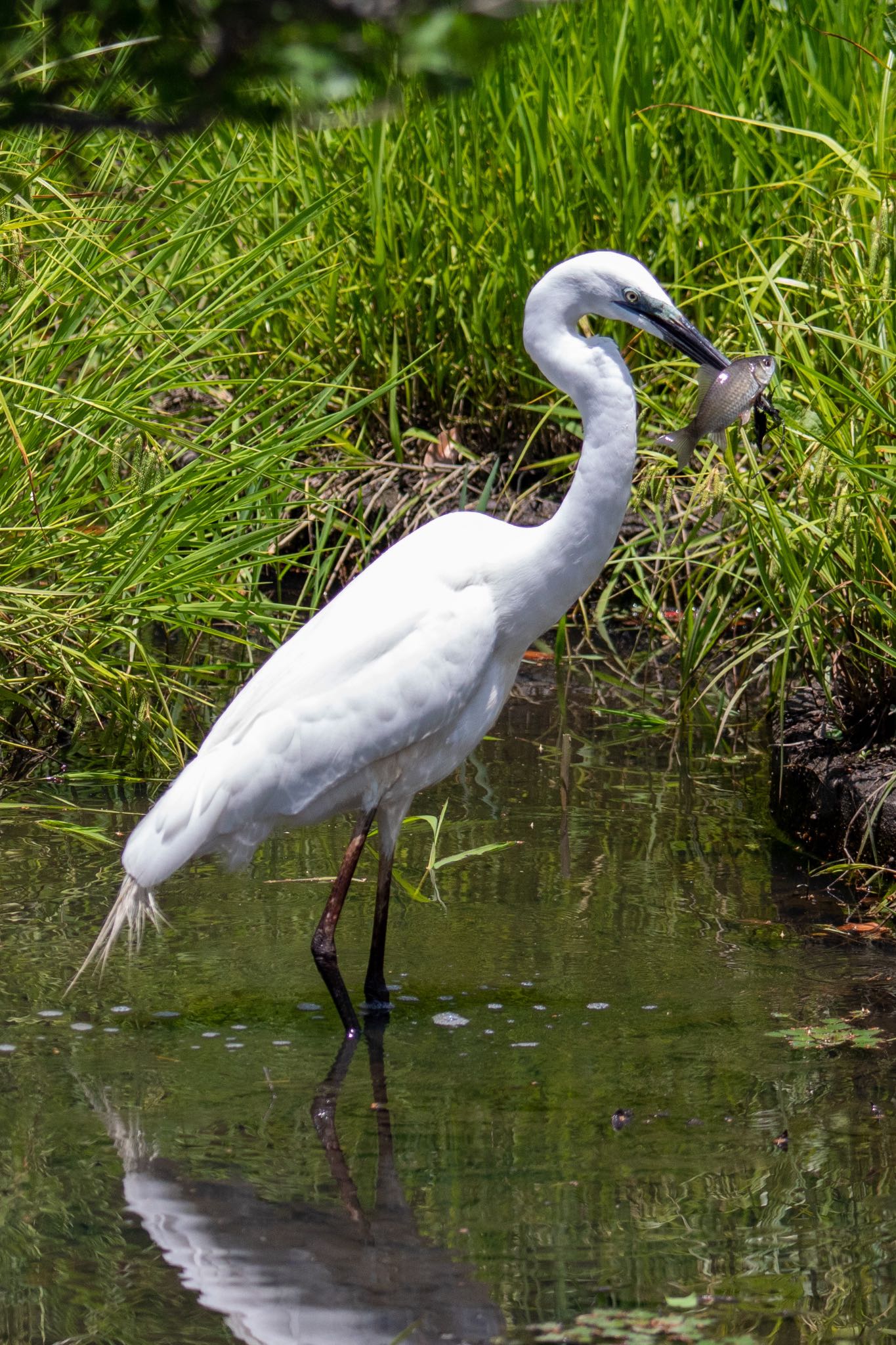 Photo of Great Egret at 福岡 by アグリ