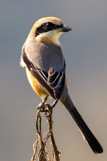 Bull-headed Shrike 福岡 Sat, 10/31/2020