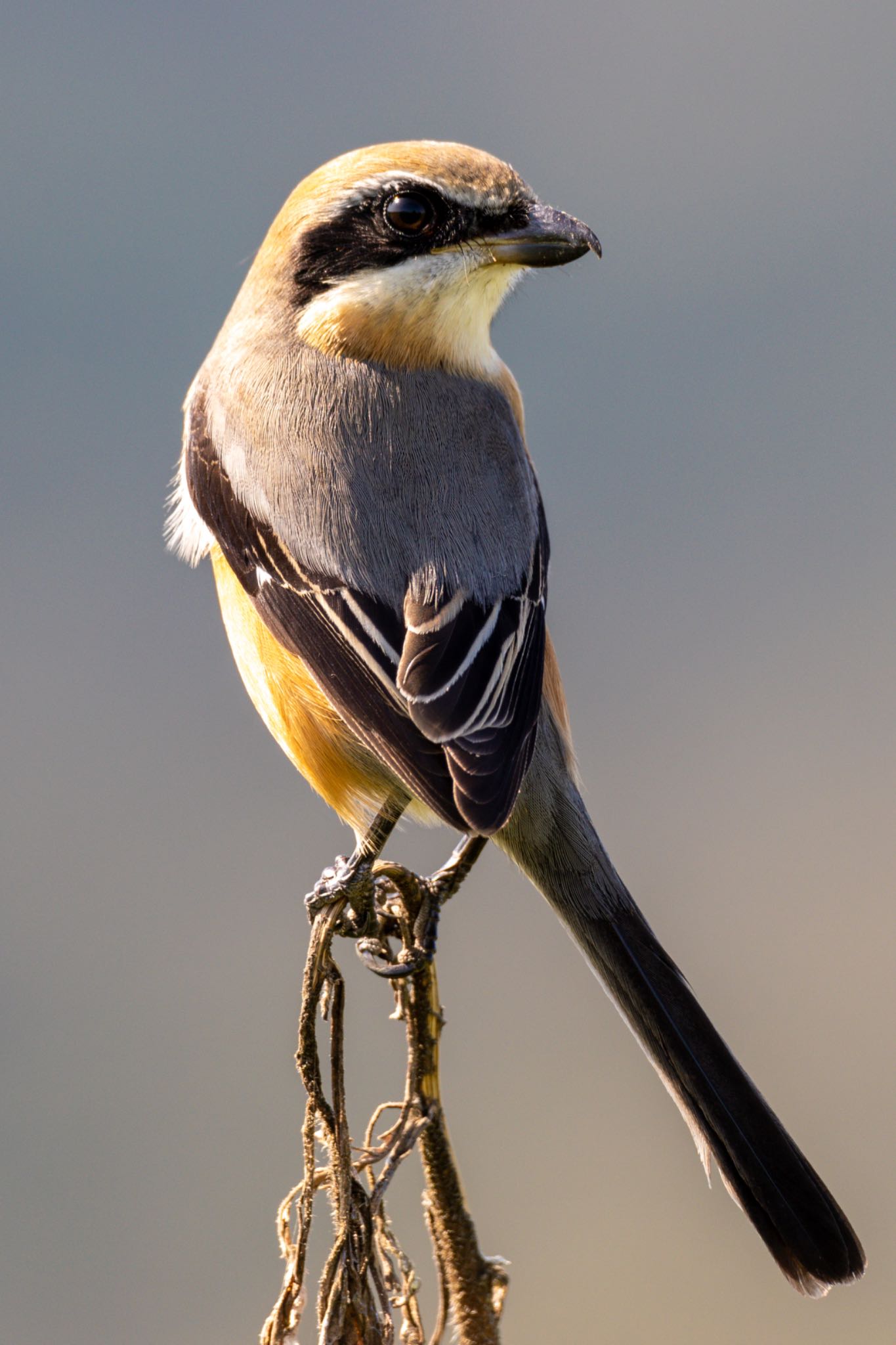 Photo of Bull-headed Shrike at 福岡 by アグリ