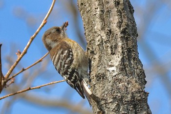 Japanese Pygmy Woodpecker 寺家ふるさと村 Sat, 3/9/2024