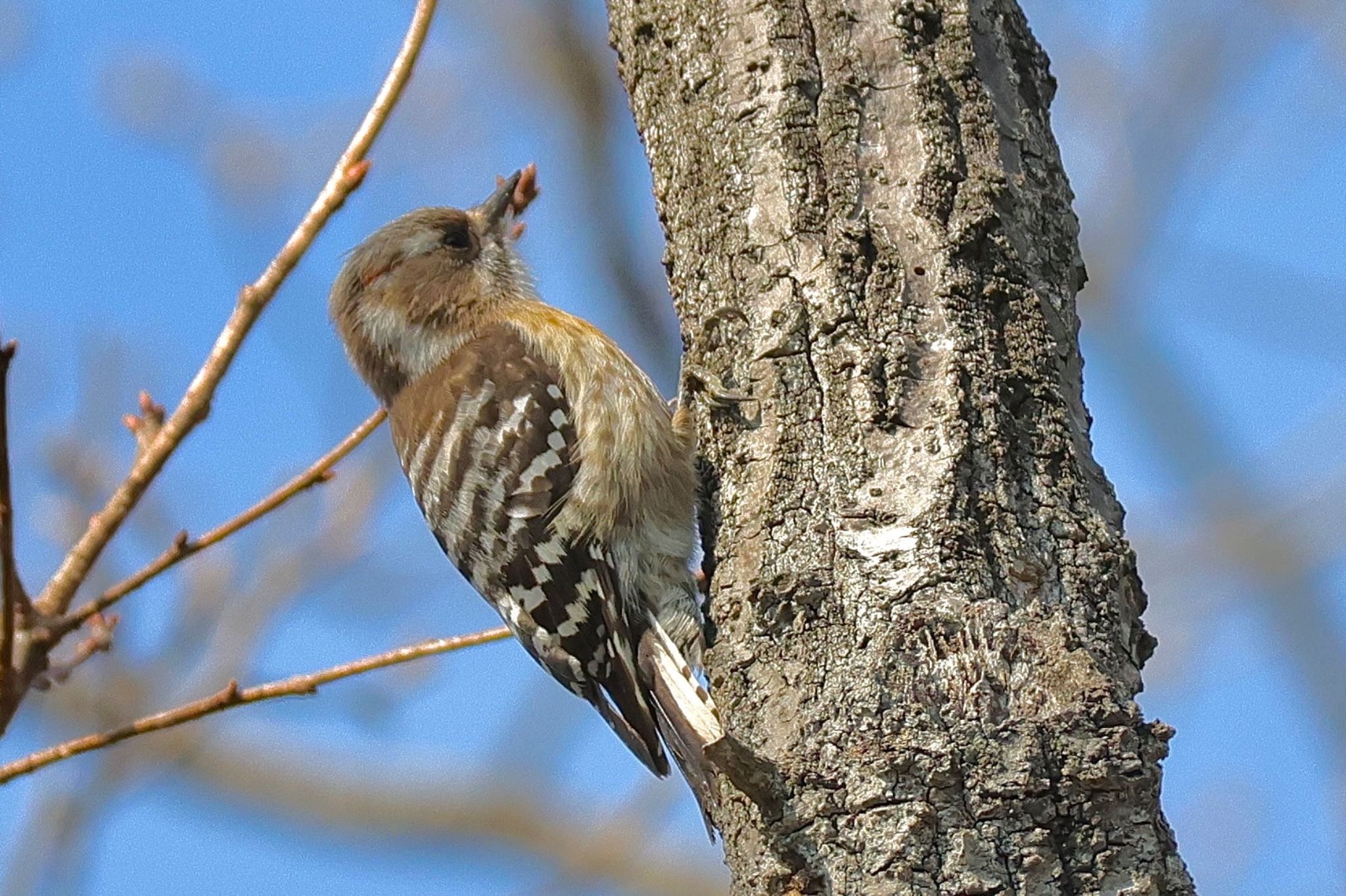 Japanese Pygmy Woodpecker